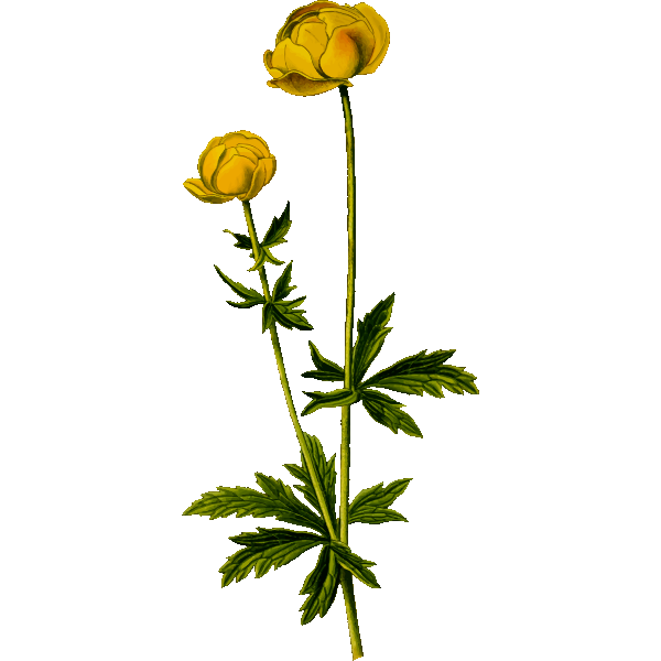 SVG Globe flower illustration