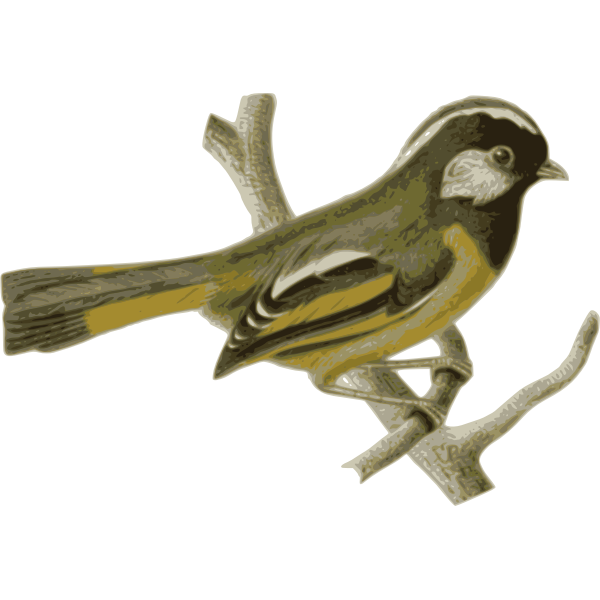 SVG Golden-breasted fulvetta