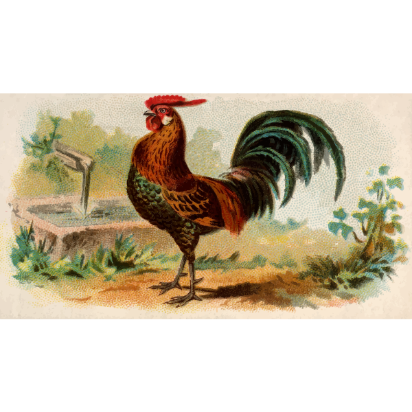 SVG Golden Spangled Hamburgh rooster