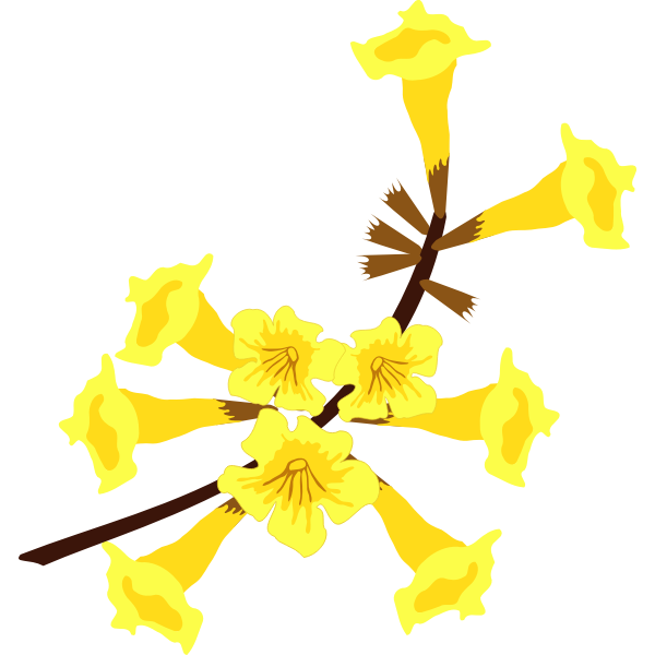 SVG Golden trumpet tree