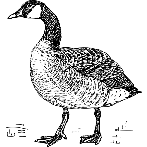 SVG Goose