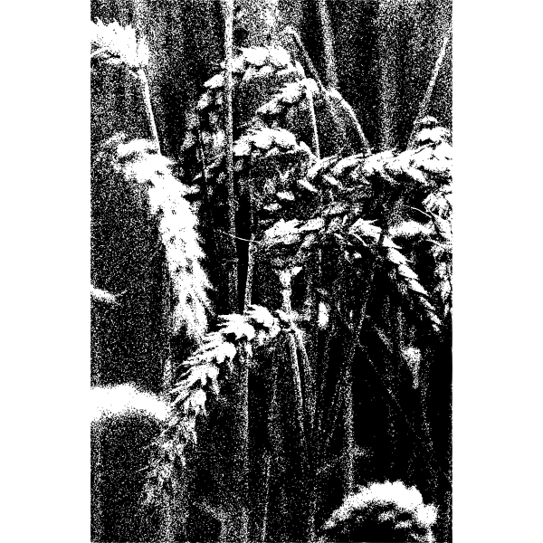 SVG grain 3 2015082901