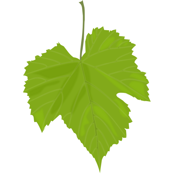 SVG Grape leaf vector image
