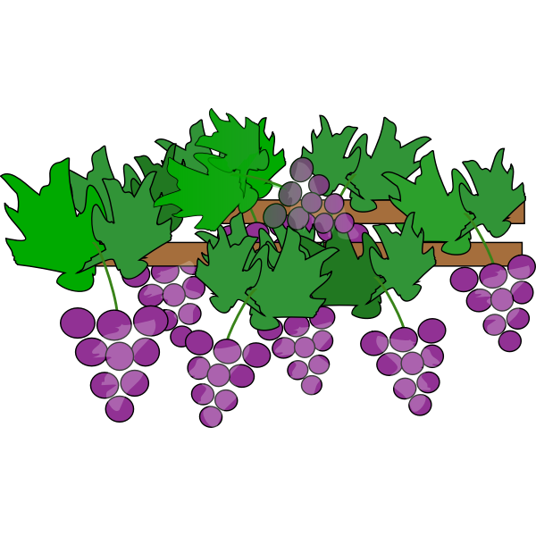 SVG Grapes growing