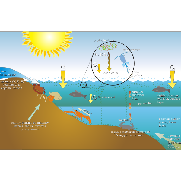 SVG Graphics of eutrophication process scheme