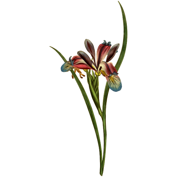 SVG Grass-Leaved Flag