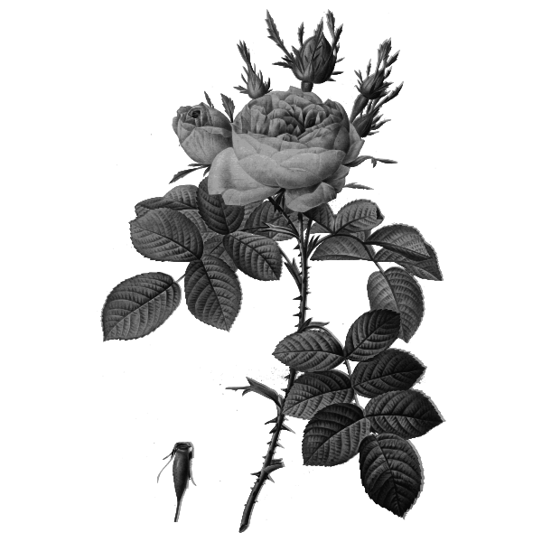 SVG Gray hip rose and rose