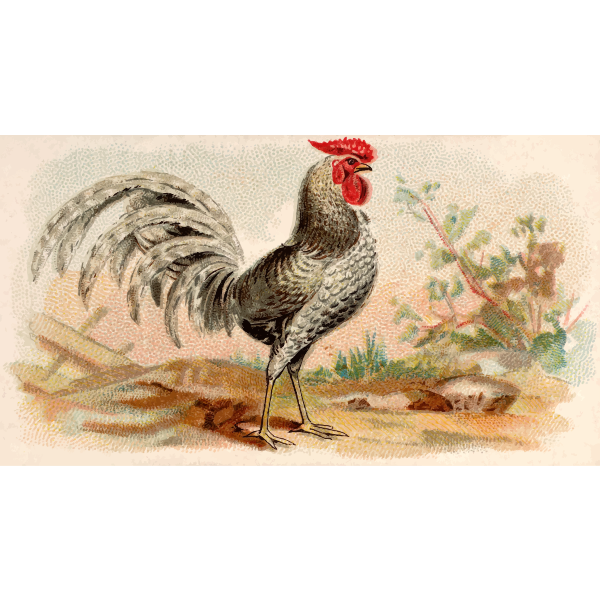 SVG Gray rooster