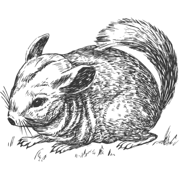 SVG Grayscale chinchilla