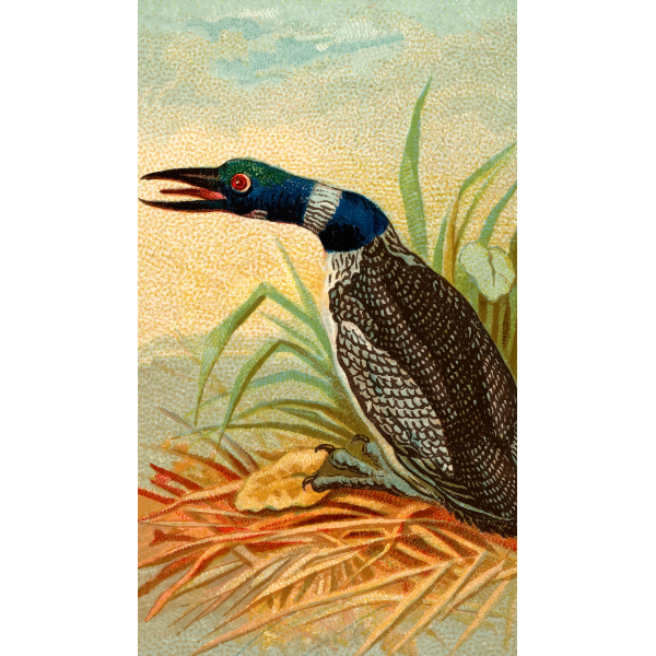 SVG Great Northern Diver