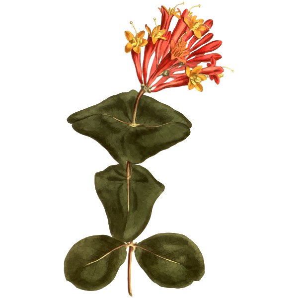SVG Great trumpet honeysuckle