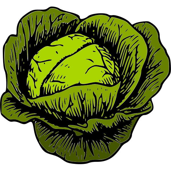 SVG green cabbage