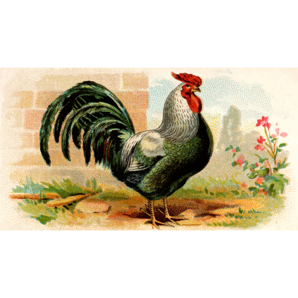 SVG Green cock