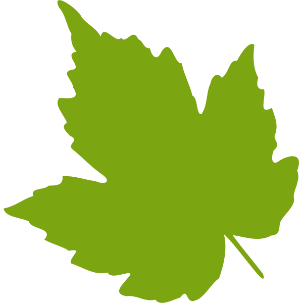 SVG Green maple leaf vector image