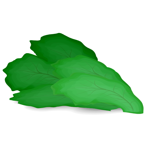 SVG Green salad leaf