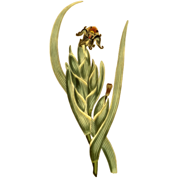 SVG Green Variegated Ferraria plant