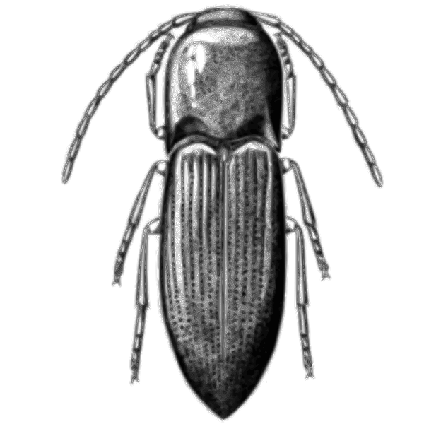 SVG Grey bug