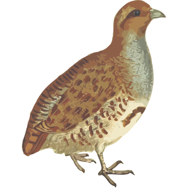 SVG Grey partridge isolated