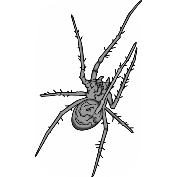 SVG Grey spider