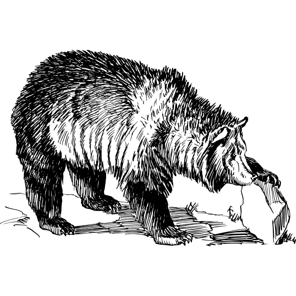 SVG Grizzly bear