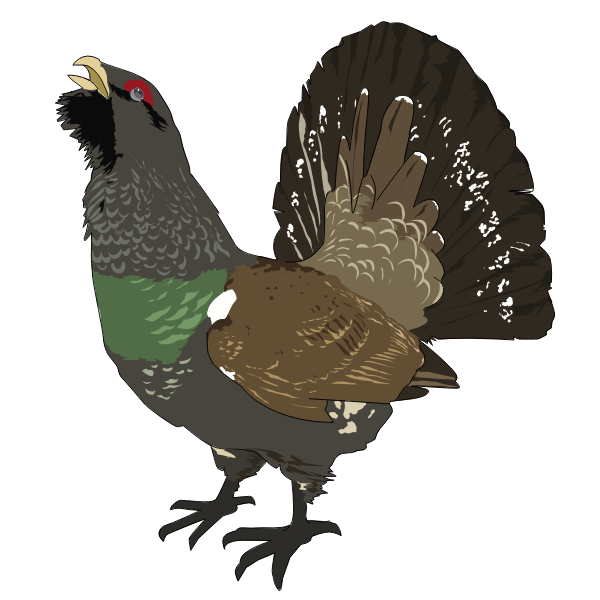 SVG Grouse