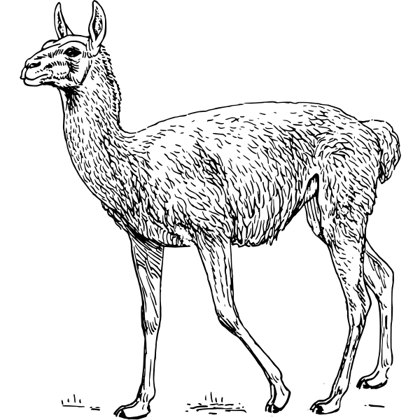SVG Guanaco