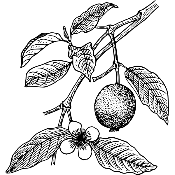 SVG Guava