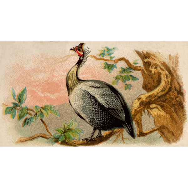 SVG Guinea fowl image