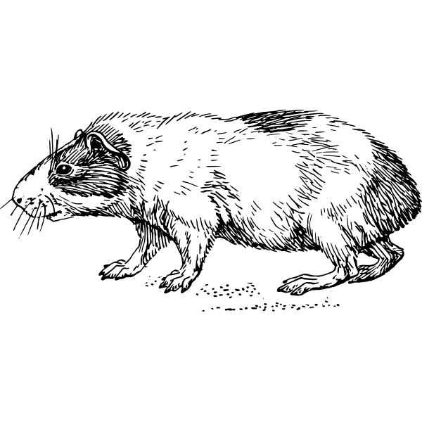 SVG Guinea pig