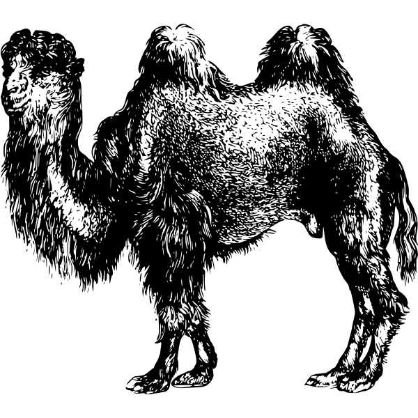 SVG Hairy camel