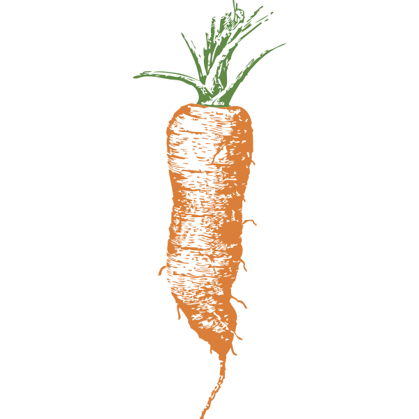 SVG half long carrot