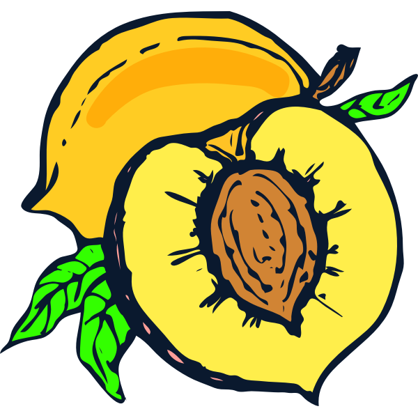 SVG Half of peach vector image