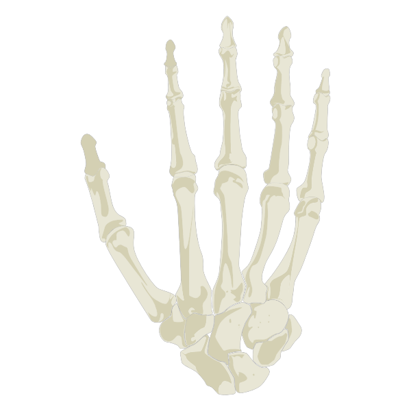 SVG Hand Skeleton