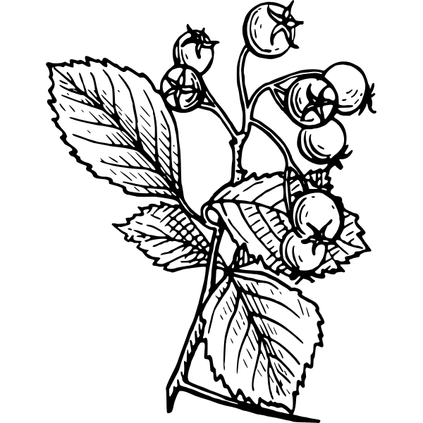 SVG Hawthorn image