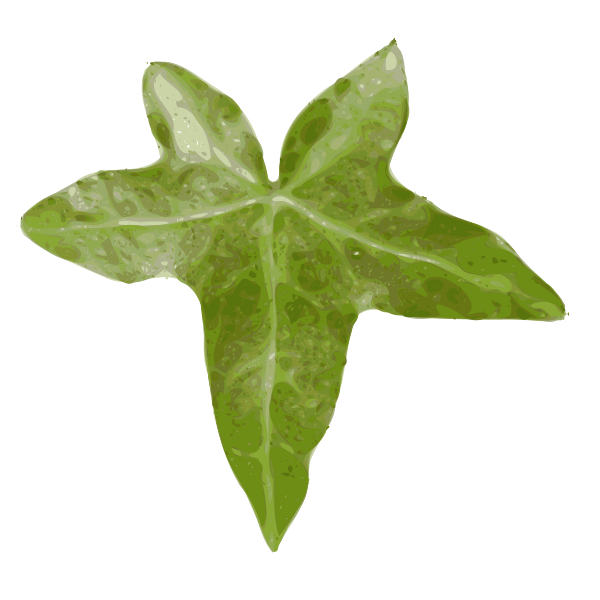 SVG Hedera helix vector image