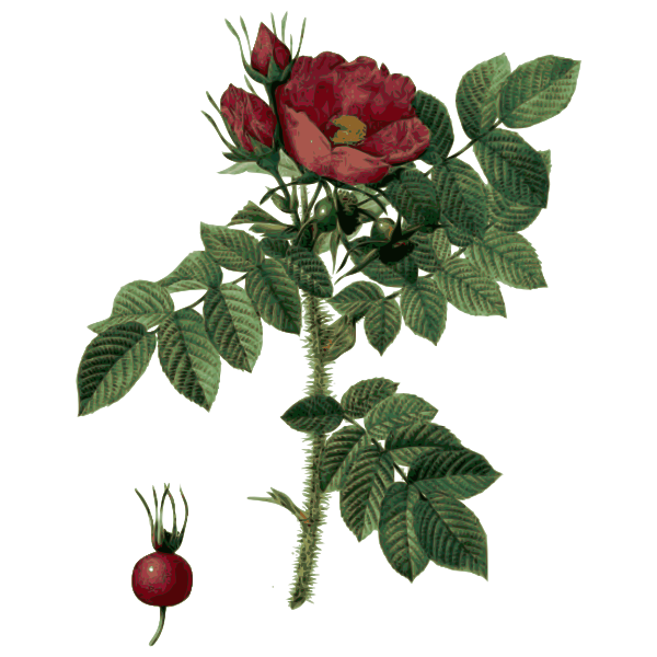 SVG Hip and rose