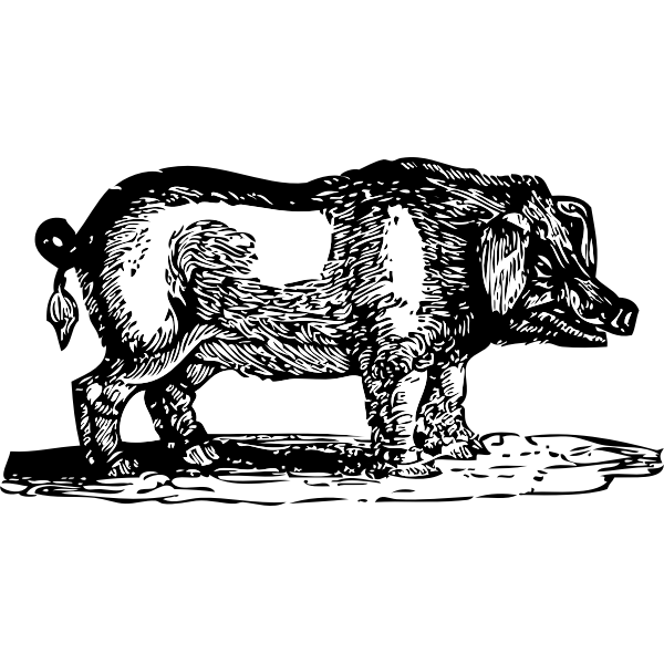 SVG Hog drawing