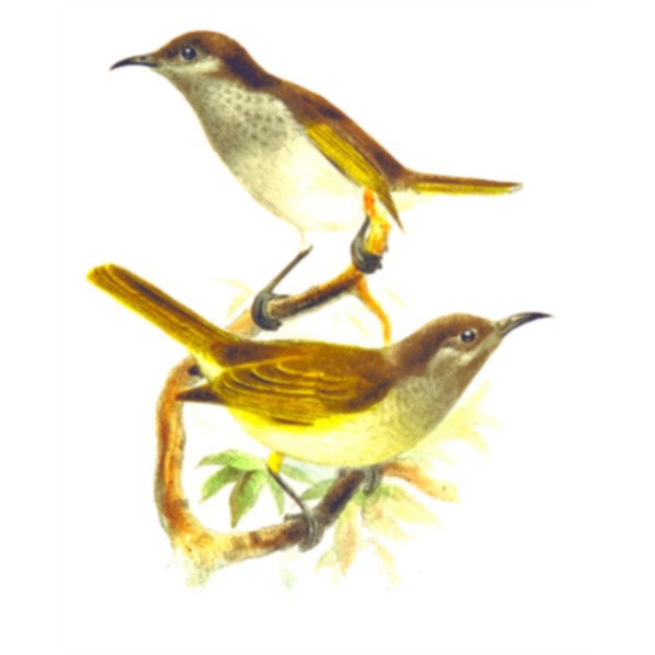 SVG Honey eater