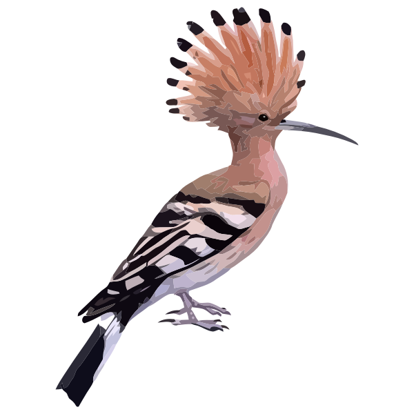 SVG Hoopoe bird