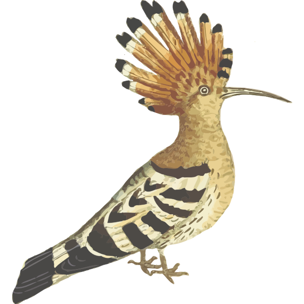 SVG Hoopoe color drawing