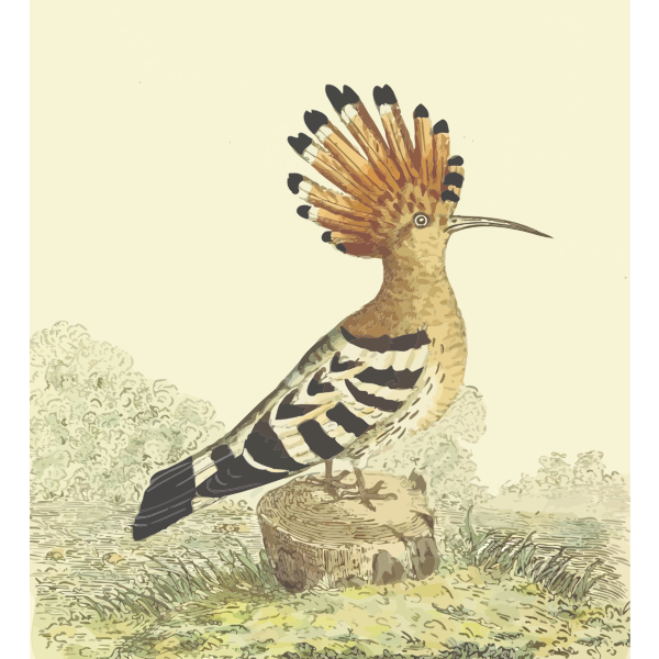 SVG Hoopoe in nature vector drawing