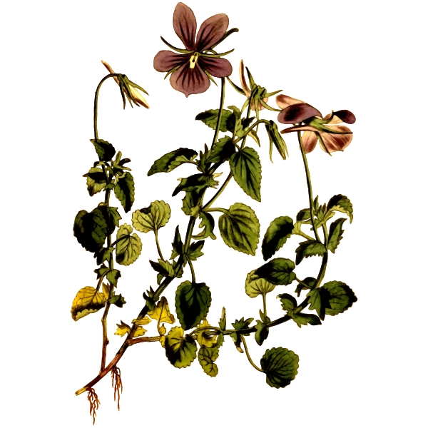 SVG Horned Violet Flower Plant