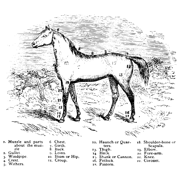 SVG Horse parts