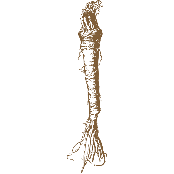 SVG horseradish