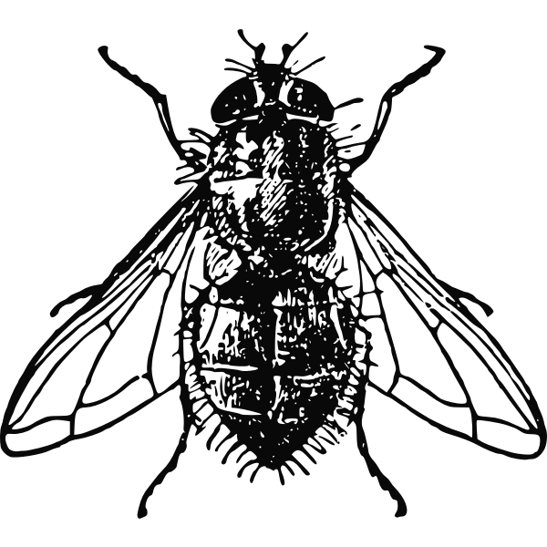 SVG Housefly vector illustration