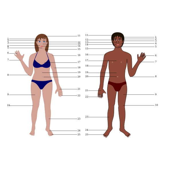 SVG Human body anatomy chart