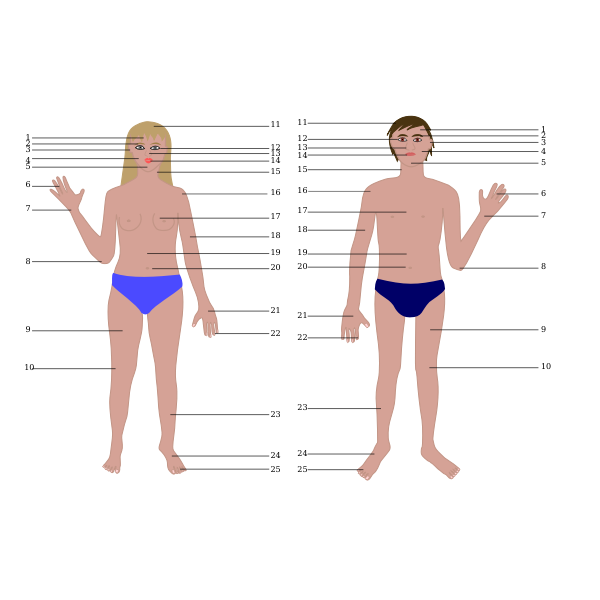 SVG Human body man and woman with numbers