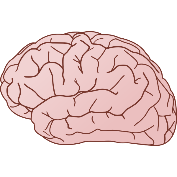 SVG Human brain