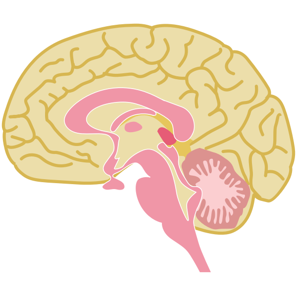 SVG Human brain drawing