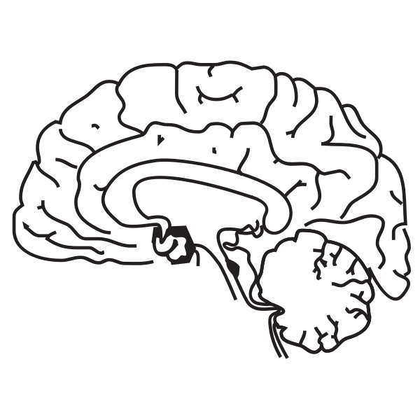 SVG Human brain vector image